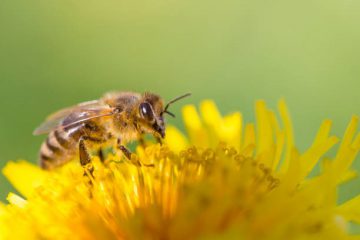 身体が喜ぶ食品を選ぶときに考えたい事